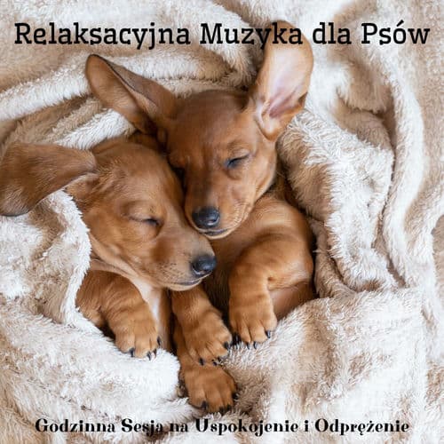 Muzykoterapia dla psa