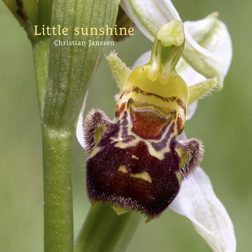 Little sunshine