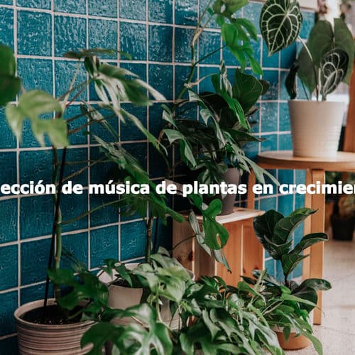 Colección de música de plantas en crecimiento