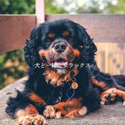 犬と一緒にリラックス