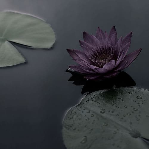 Deep Repose