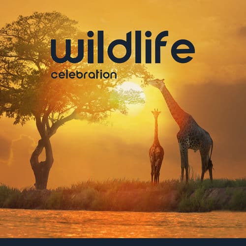 Wildlife Celebration: Relax & Immerse in African Nature