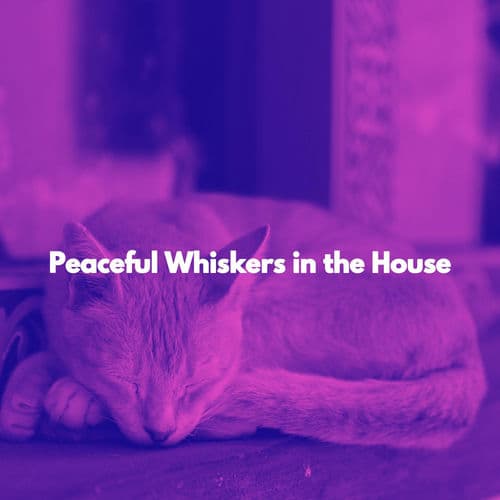 Peaceful Whiskers in the House