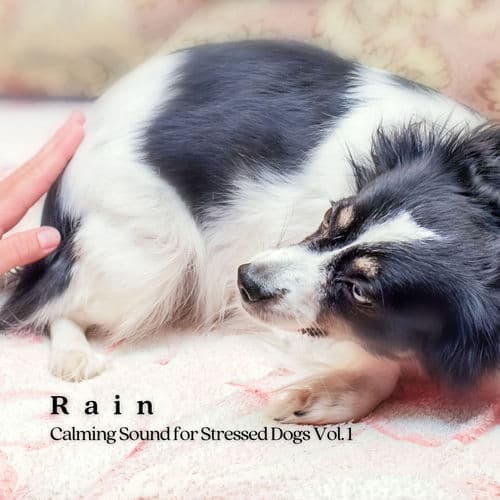 Rain: Calming Sound for Stressed Dogs Vol. 1