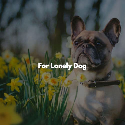 For Lonely Dog