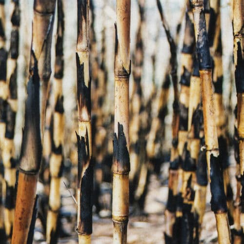 Songs from the Cane Fields (20ᵗʰ Anniversary Edition)