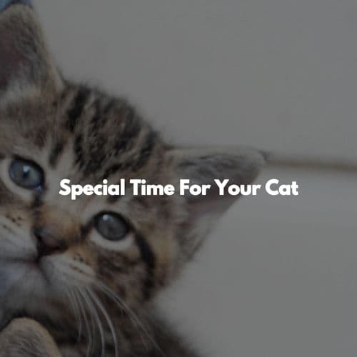 Special Time For Your Cat