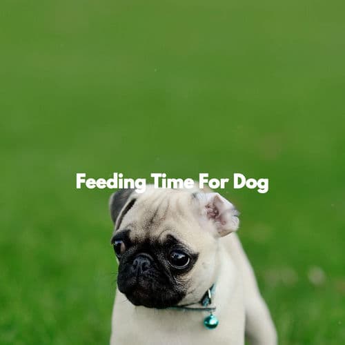 Feeding Time For Dog